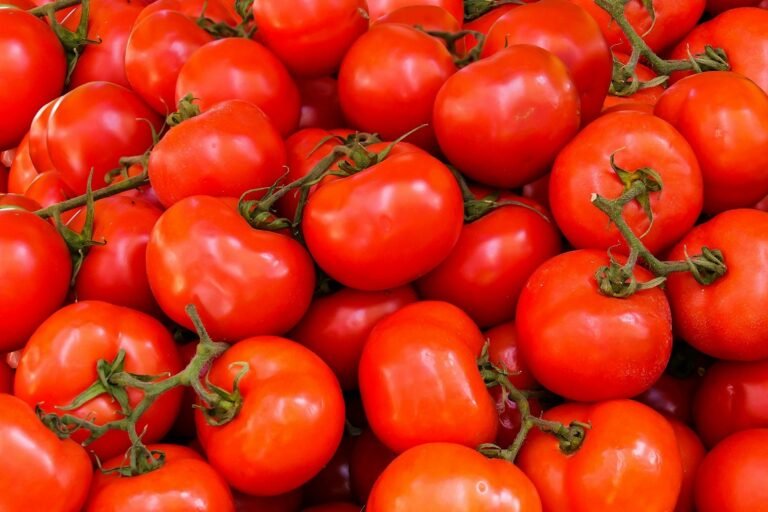 Precio del tomate bajará a mediados de febrero, según Cinpe-UNA