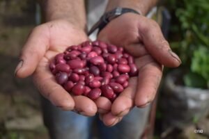 FAO resalta las legumbres como semillas de esperanza para la transformación de los sistemas agroalimentarios