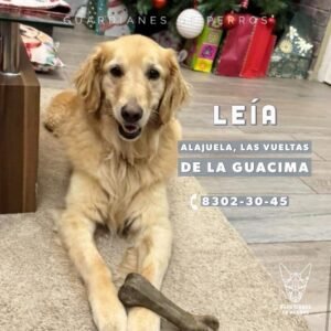 Desapareció en Navidad y volvió en San Valentín: la increíble historia de Leía, la perrita perdida