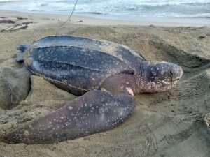 Colegio de Médicos Veterinarios insta a proteger tortugas Baula durante desove en playas costarricenses