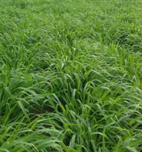 Las brachiarias (Urochloas), plagas y enfermedades