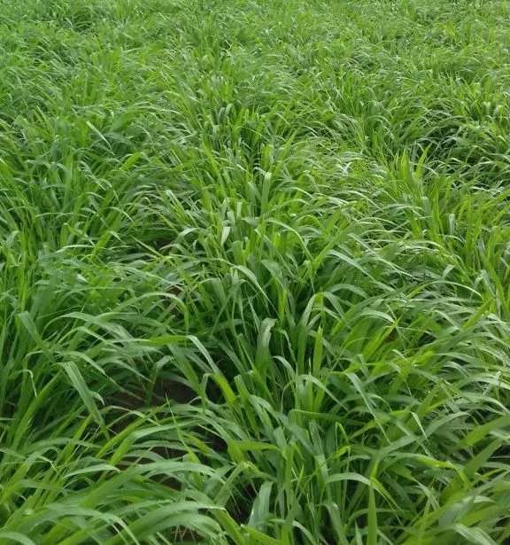 Las brachiarias (Urochloas), plagas y enfermedades