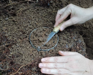 Costa Rica explorará potencial de créditos de carbono en suelos forestales