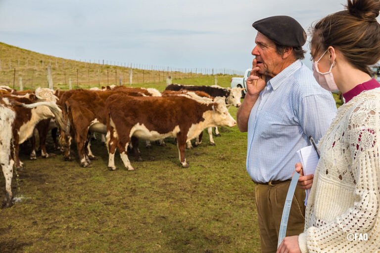 FAO apuesta por las inversiones para avanzar hacia una ganadería sostenible en América Latina y el Caribe