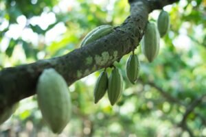 Cocoa Life, programa que lleva a los cacaoteros por caminos más sostenibles