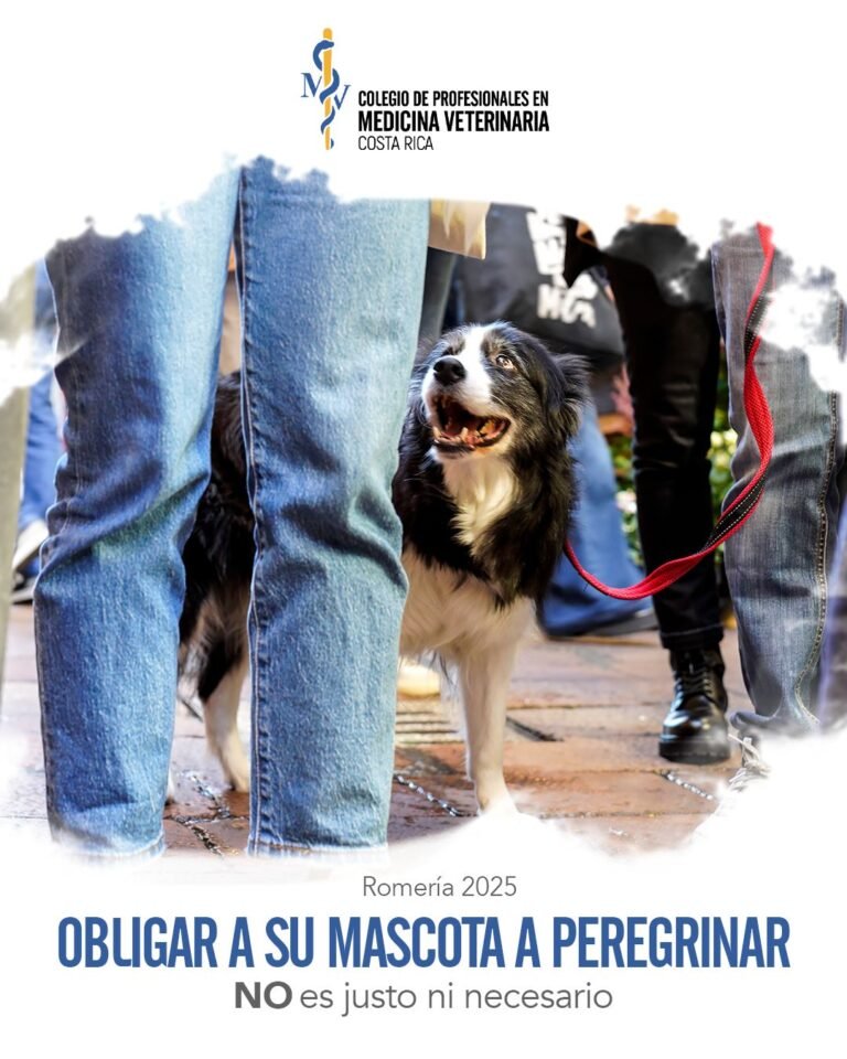 Médicos veterinarios piden no llevar animales a la Romería 2025