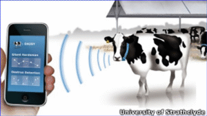 Blockchain, IA y trazabilidad en el sector pecuario