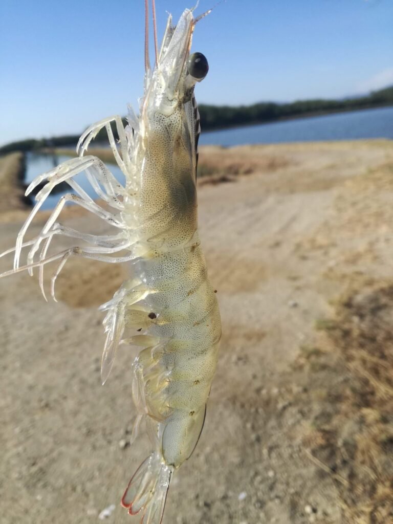 Colorado de Abangares celebra el primer Festival Nacional de Camarón de Cultivo
