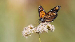 Estudio revela que la mortalidad excesiva de mariposas monarca en California está relacionada con pesticidas
