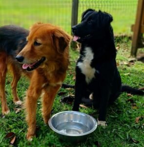 Perros rescatados durante la Romería buscan una familia adoptiva