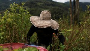 Colombia se prepara para la posible pérdida de la certificación en la lucha antidrogas por parte de EEUU