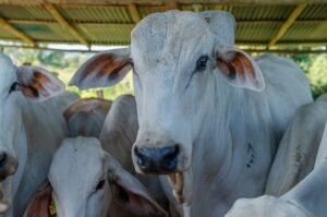 Experiencias nacionales e internacionales fortalecen la agenda de ganadería sostenible en el país