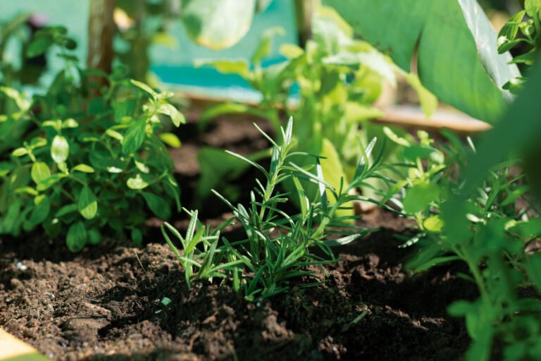 Jardines comestibles y funcionales ganan terreno en los hogares costarricenses