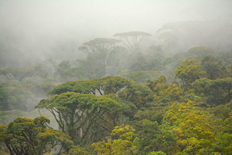 La Marta Refugio de Vida Silvestre busca grupos de voluntarios