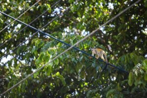 Grupo ICE refuerza compromiso con las personas, el ambiente y el desarrollo de Costa Rica