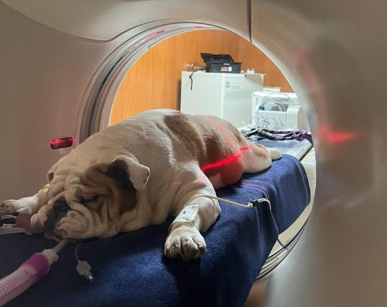 ¡Alerta! Detecta a tiempo el cáncer en tus mascotas: Bultos, sangrados y pérdida de peso son señales clave