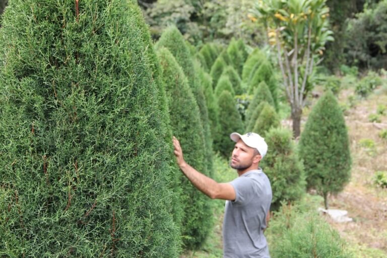 El aroma de la Navidad nace en Llano Bonito: Reyman López cultiva la tradición del ciprés