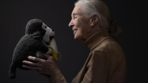Adiós a la conservacionista Jane Goodall: “Usa tu inteligencia, no seas violento y no te rindas”
