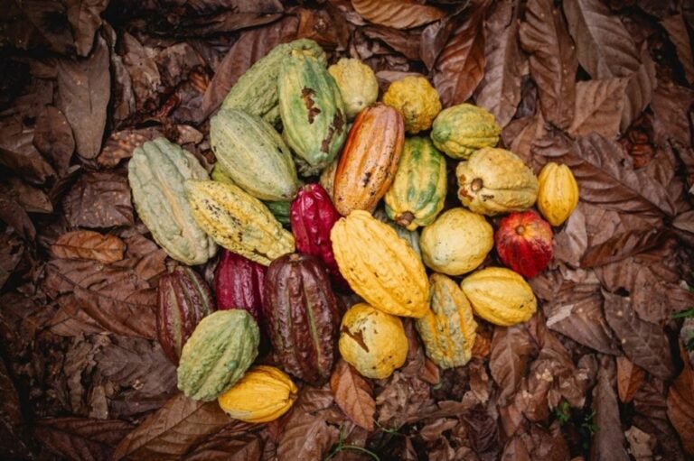 Nestlé mapea la diversidad de variedades de plantas de cacao para proteger el futuro del chocolate