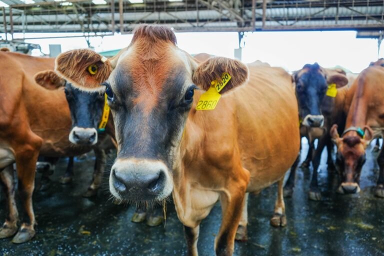 Los Chiles fortalece la trazabilidad bovina con capacitación de SENASA