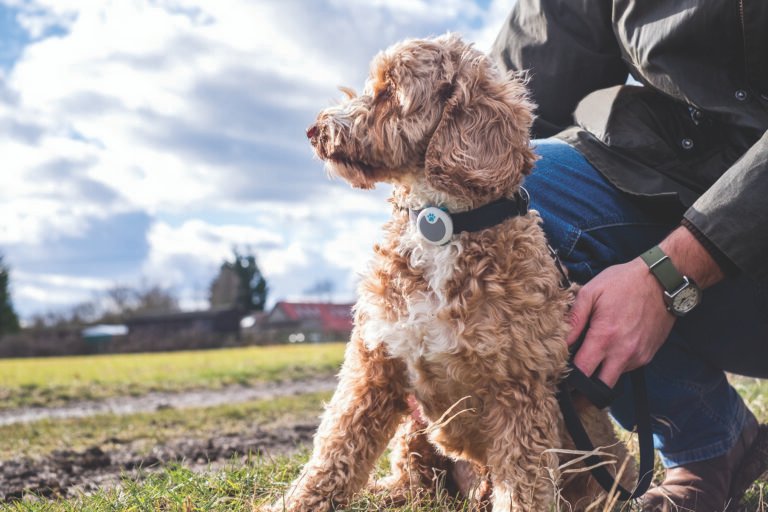 Fuegos artificiales y mascotas: cómo prevenir el miedo y la ansiedad en celebraciones