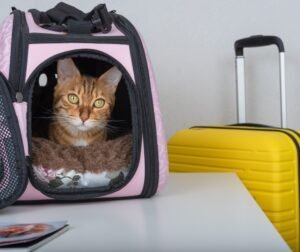 SENASA detalla requisitos sanitarios para importar perros y gatos a Costa Rica