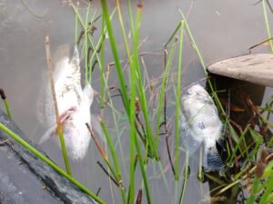 39 organizaciones alertan sobre crisis ecológica en el Caribe y presentan Manifiesto Nacional