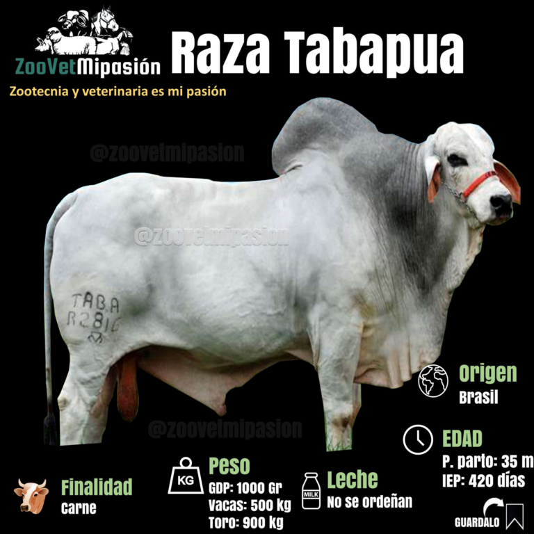 La raza de ganado Tabapuã