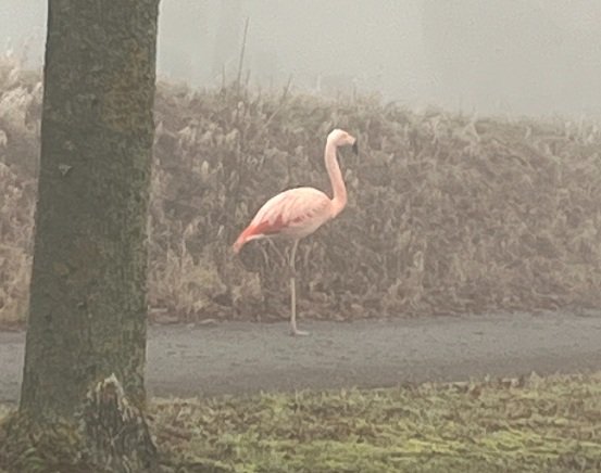 Un flamenco provoca inusual intervención policial en Alemania