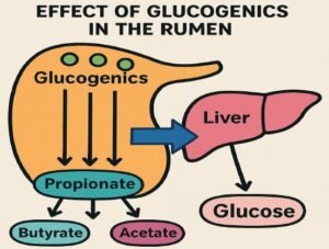 Substitución de grasa animal por un sustrato glucogénico en bovinos de carne
