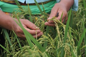 Aprovechar las soluciones de la naturaleza