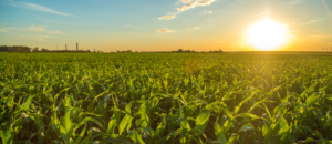 ASOAGRO urge a la Sala IV resolver acción que mantiene paralizado registro por equivalencia química