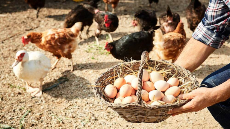 Ponedoras fuera de jaulas