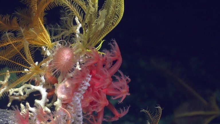 Tratado de Alta Mar: 8 sitios potenciales para crear nuevas áreas marinas protegidas