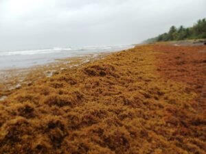 Caribe Norte de Costa Rica reporta presencia de sargazo