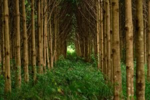 Bosques naturales concentran la mayor disponibilidad de madera, revela diagnóstico nacional