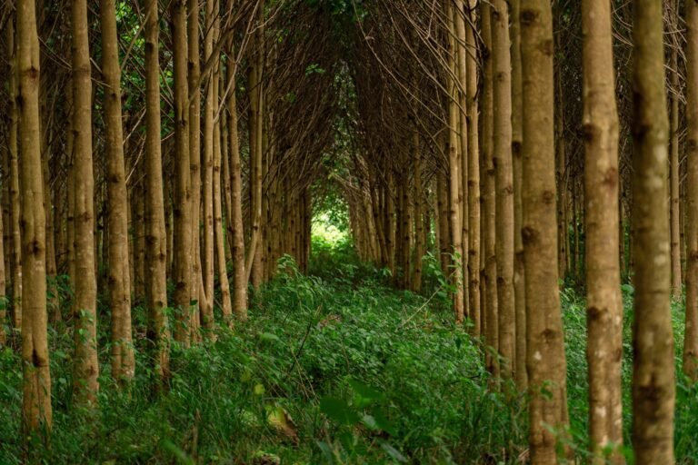 Bosques naturales concentran la mayor disponibilidad de madera, revela diagnóstico nacional