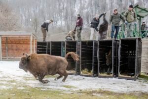 Dieciocho bisontes europeos de Alemania son reintroducidos en el Cáucaso