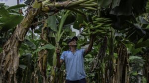 Justicia francesa rechaza demanda de exbananeros nicaragüenses víctimas de pesticidas