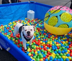 Actividades de diversión y aprendizaje para toda la familia tomarán Paseo Colón