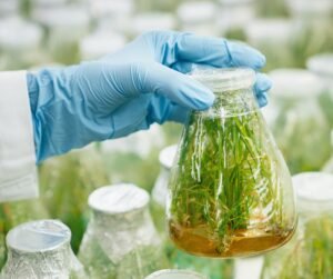 Sector azucarero costarricense impulsa sostenibilidad y genera más de 58.000 empleos