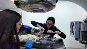 Costa Rica se consolida como referente regional en radioterapia oncológica veterinaria