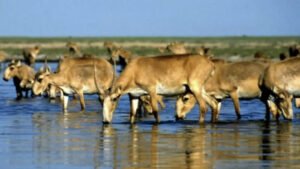 Alerta de la ONU: Las especies migratorias siguen en declive y ponen en riesgo el equilibrio del planeta