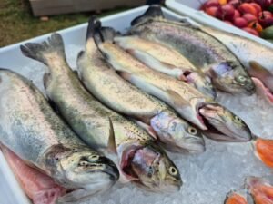 Feria Nacional de la Trucha 2026: Cartago se prepara para celebrar la gastronomía, cultura y turismo rural