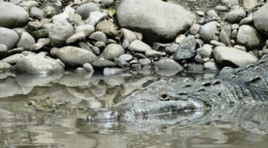 Precauciones ante cocodrilos en ríos y playas: Guía para un verano seguro