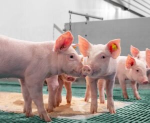 Consumo anual de carne de cerdo alcanza los 19 kilos por persona