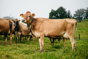 Innovación y sostenibilidad fortalecen la inocuidad alimentaria en la ganadería costarricense