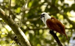 El canto del pájaro campana: una herramienta para proteger la biodiversidad en Costa Rica