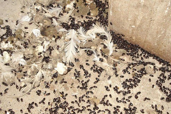 La plaga Alphitobius diaperinus en la avicultura