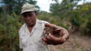 De planta de la sabana a remedio mundial